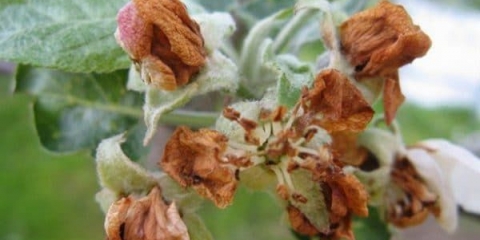 Kako se nositi s cvjetnom bubom na stablima jabuke - metode borbe